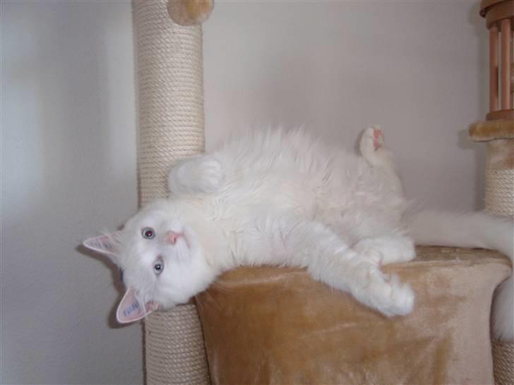 Huskat Julius billede 10