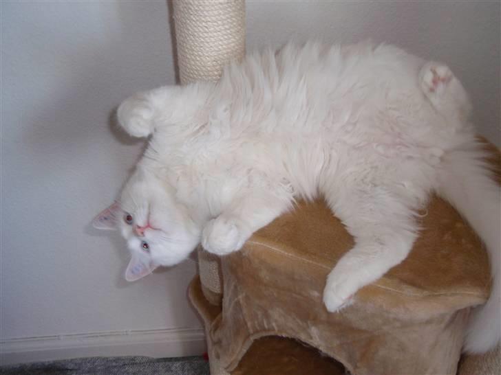 Huskat Julius billede 11