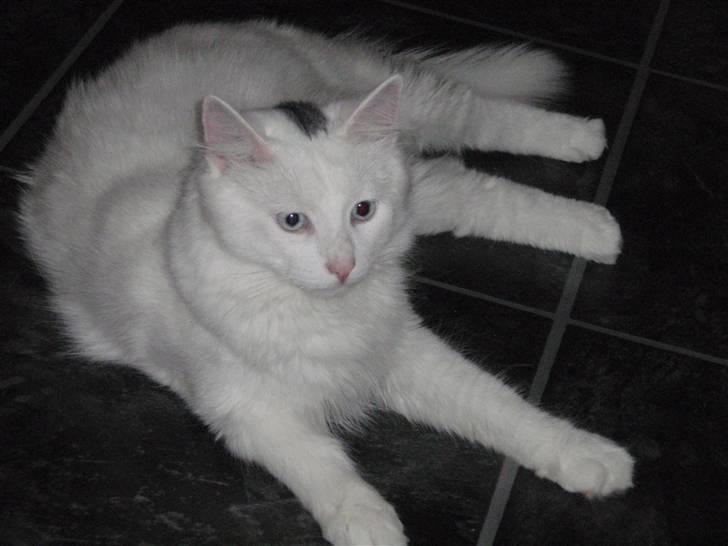 Huskat Julius billede 12