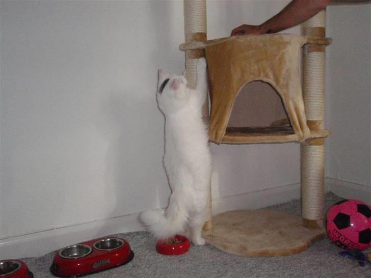 Huskat Julius billede 13