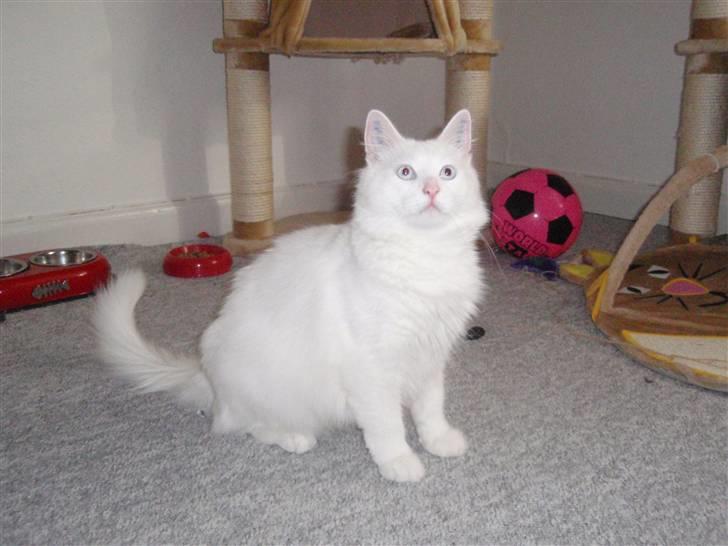 Huskat Julius billede 14