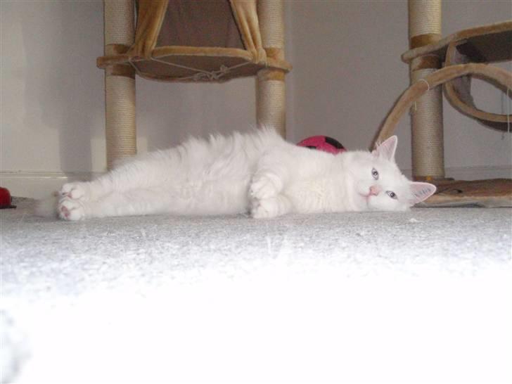 Huskat Julius billede 15