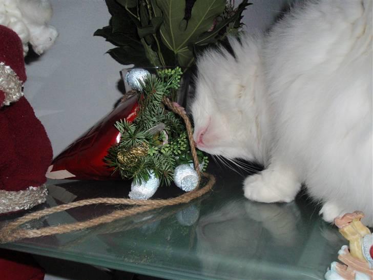 Huskat Julius billede 16