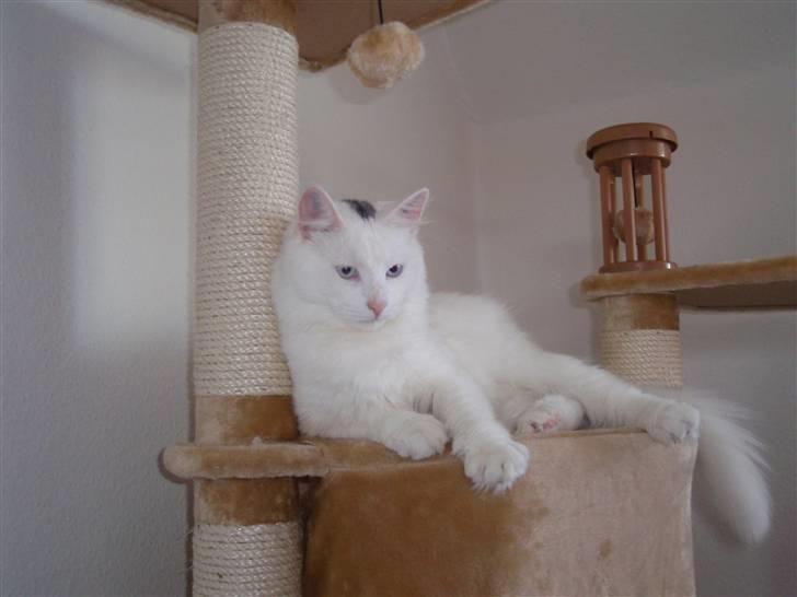 Huskat Julius billede 17