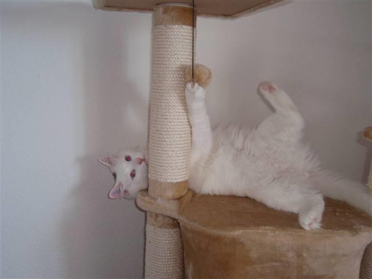 Huskat Julius billede 18