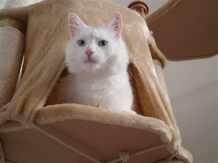 Huskat Julius billede 19