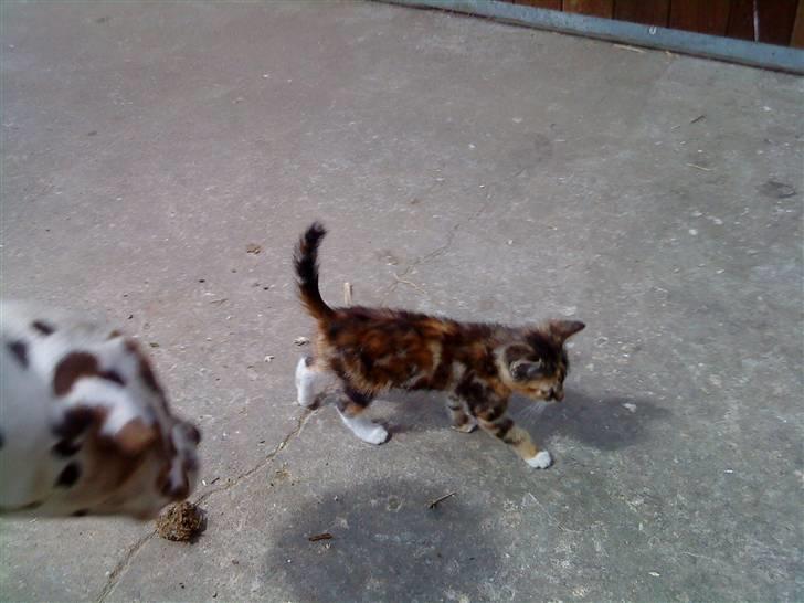 Blanding af racer SIF billede 1