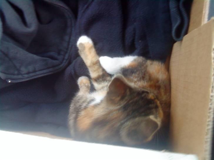 Blanding af racer SIF billede 2