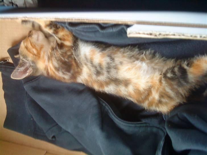 Blanding af racer SIF billede 3