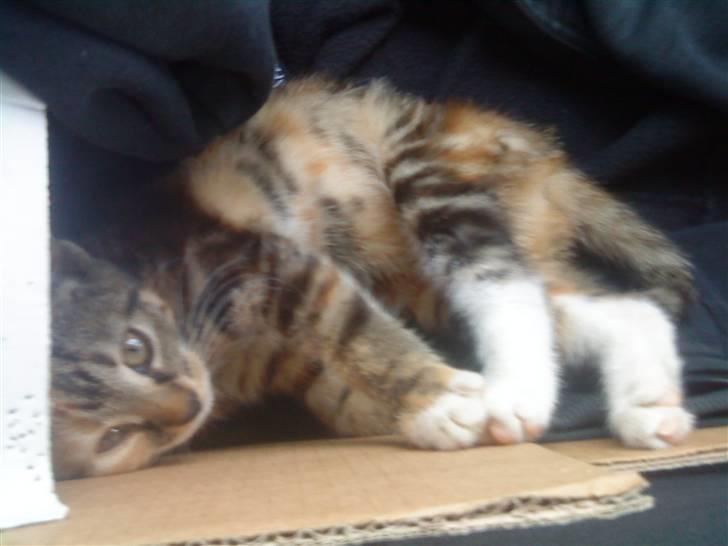 Blanding af racer SIF billede 5