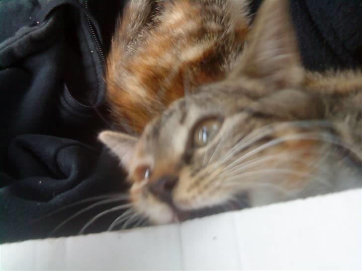 Blanding af racer SIF billede 6