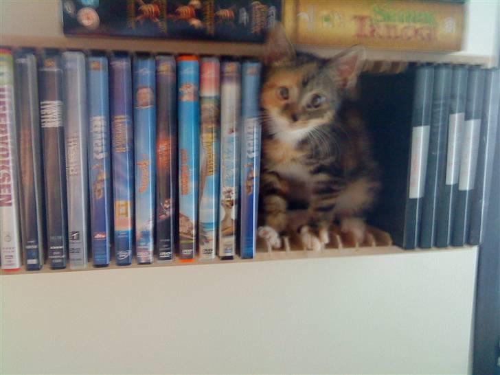 Blanding af racer SIF billede 7