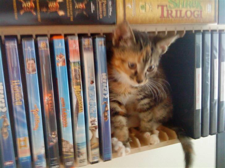 Blanding af racer SIF billede 8