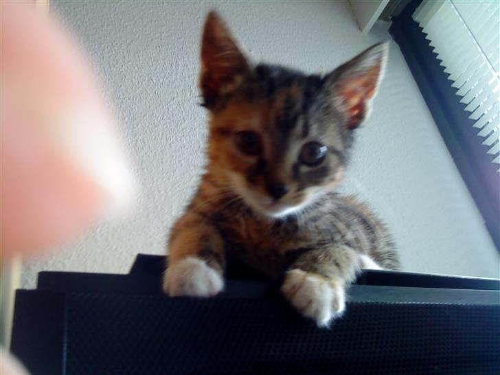 Blanding af racer SIF billede 9