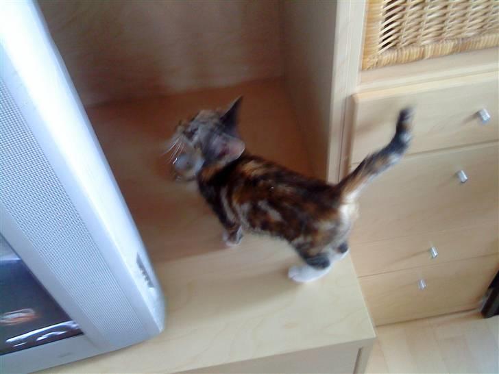 Blanding af racer SIF billede 10