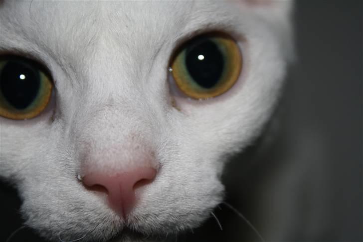 Devon Rex S* Lovestory billede 1