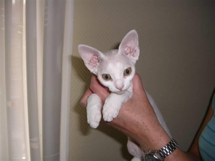 Devon Rex S* Lovestory billede 2