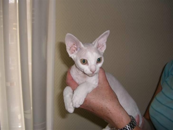 Devon Rex S* Lovestory billede 3