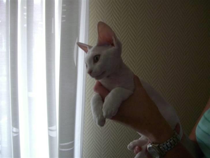 Devon Rex S* Lovestory billede 4