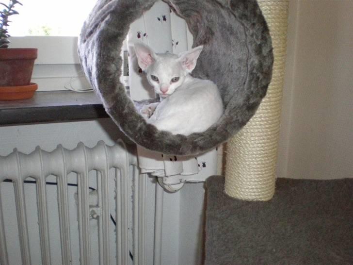 Devon Rex S* Lovestory billede 5