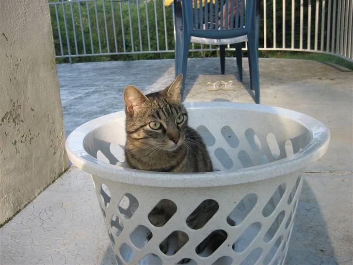 Blanding af racer Tina - Velkommen til Tina´s profil. Her sidder hun lige i en lille vaskekurv. Foto; Jeanne (mig) billede 1