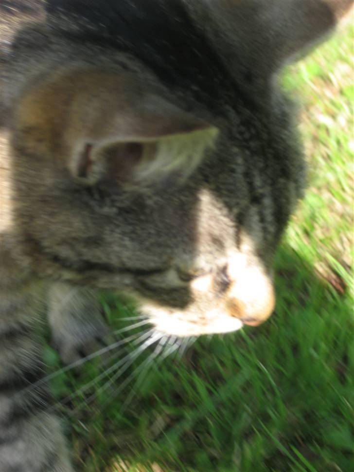 Blanding af racer Tina - Øhh.. Ikke gå når jeg tager billede!!! Foto; Jeanne (mig) billede 3