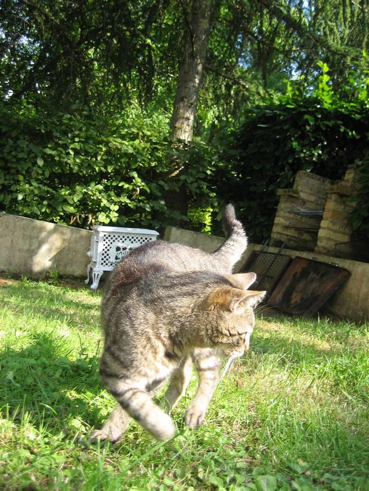 Blanding af racer Tina - "Nu går jeg altså den anden vej!" Siger Tina Foto; Jeanne (mig) billede 4