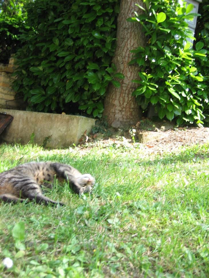 Blanding af racer Tina - Græsset er bare for dejligt! Foto; Jeanne (mig) billede 5