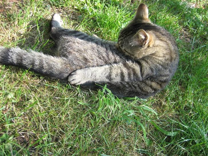 Blanding af racer Tina - Så skal man gøres fin Foto; Jeanne (mig) billede 6