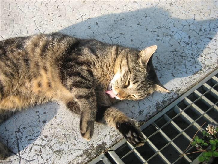 Blanding af racer Tina - Ser jeg nu fin nok ud? Foto; Jeanne (mig) billede 7