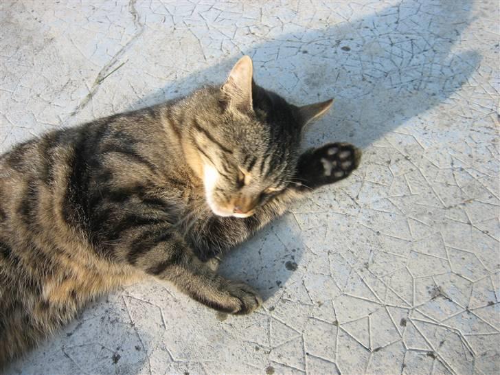 Blanding af racer Tina - Er hun ikke cute? Foto; Jeanne (mig) billede 8