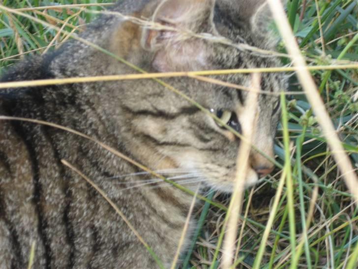 Blanding af racer Tina - Ude i det lange græs. Foto; Jeanne (mig) billede 9