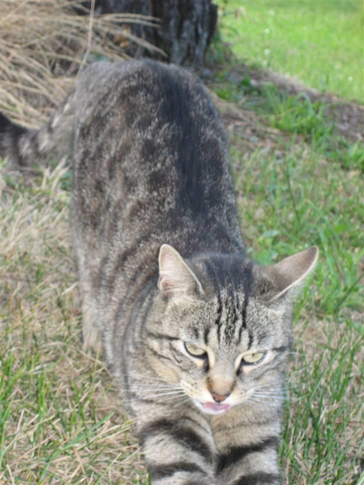 Blanding af racer Tina - Strække ud :D Foto; Jeanne (mig) billede 10