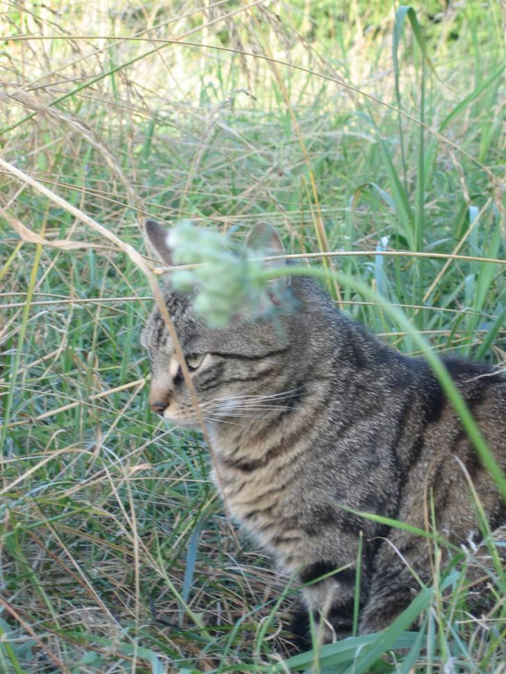 Blanding af racer Tina - Elsker den kat :D Foto; Jeanne (mig) billede 11