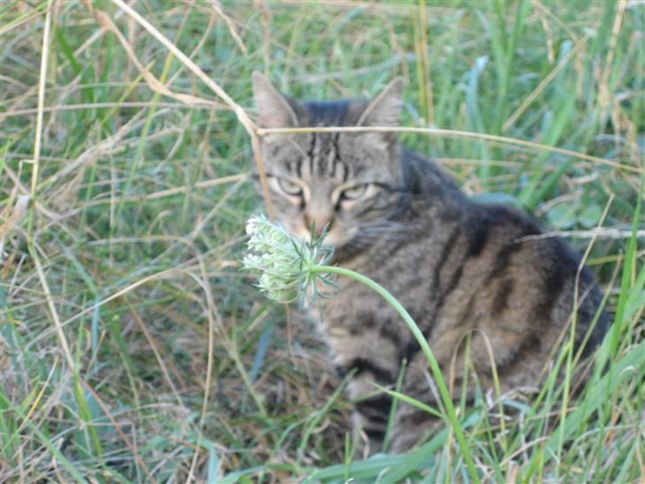 Blanding af racer Tina - Det ligner hun har en blomst i munden :D Foto; Jeanne (mig) billede 12
