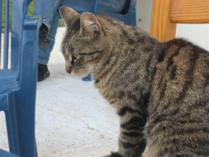 Blanding af racer Tina - Ude på terrassen ;D Foto; Jeanne (mig) billede 13