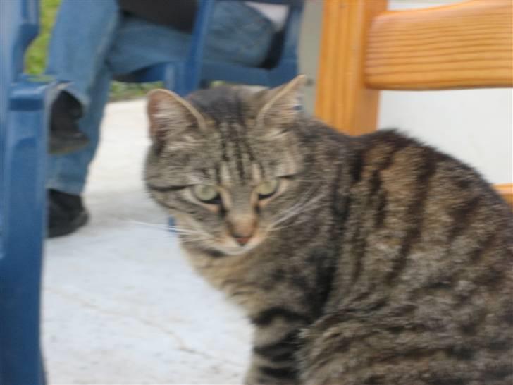 Blanding af racer Tina - Kig lige her hen :D Foto; Jeanne (mig) billede 14