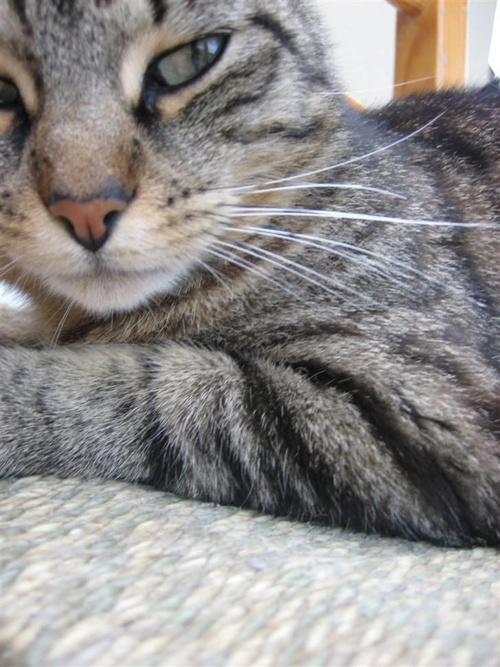 Blanding af racer Tina - Farvel :D Foto; Jeanne (mig) billede 15