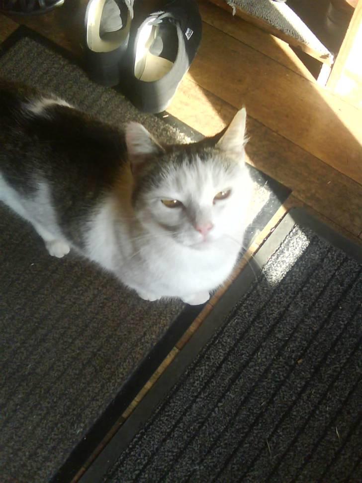 Huskat Mis - Halløjsa der oppe :) billede 8