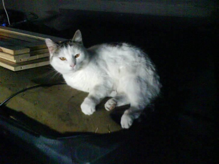 Huskat Mis billede 9