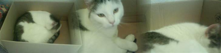 Huskat Mis billede 10