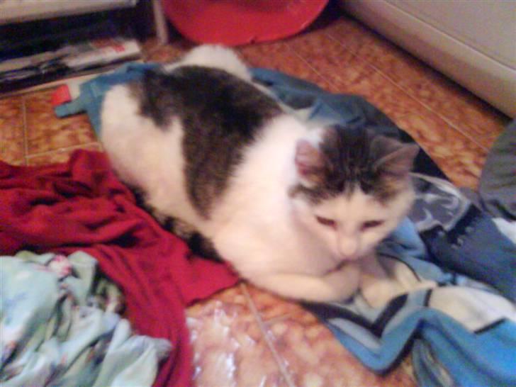 Huskat Mis - Sikke dog et blødt håndklæde du har dig, Signe.. billede 11