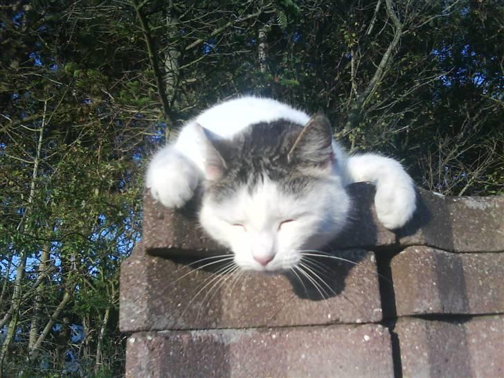 Huskat Mis billede 12