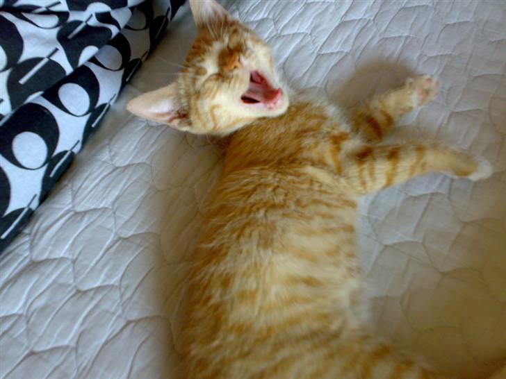 Huskat Tøsen - R.I.P Tøsen 2010 - nøøj hvor har det været en lang dag nu skal jeg sove billede 17