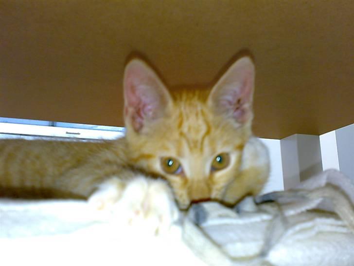 Huskat Tøsen - R.I.P Tøsen 2010 - jeg er såå farlig billede 18