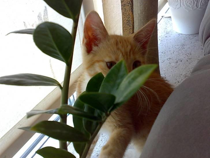 Huskat Tøsen - R.I.P Tøsen 2010 - du kan ikk se mig billede 19