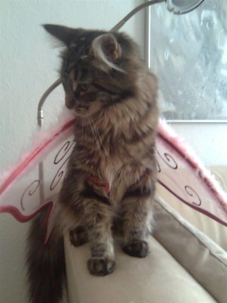Maine Coon Yasmin billede 2