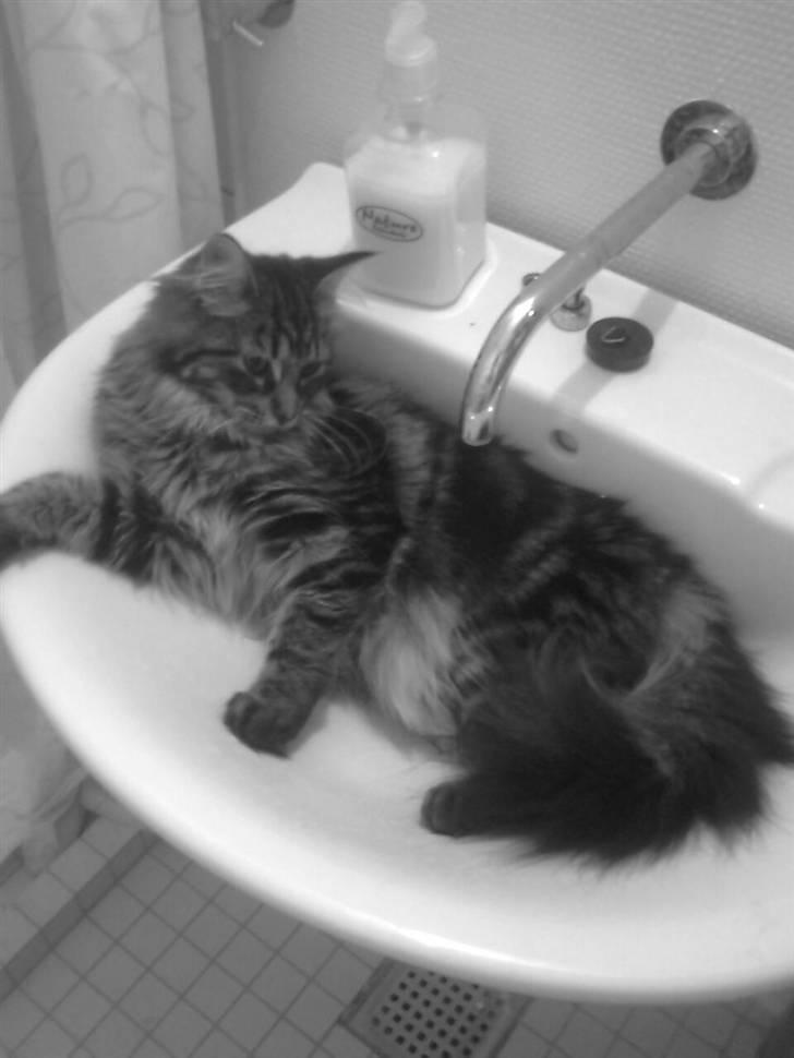 Maine Coon Yasmin billede 3