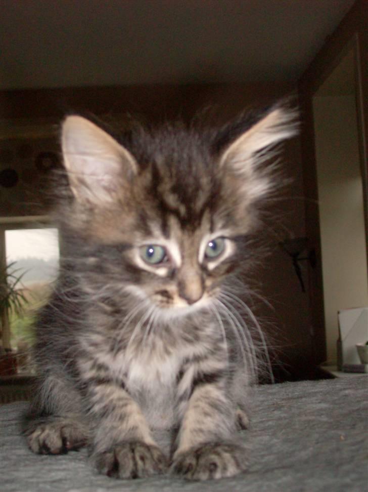 Maine Coon Yasmin billede 4
