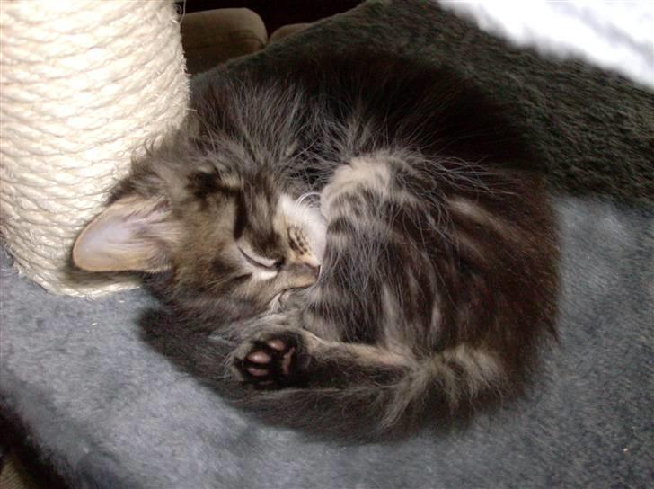 Maine Coon Yasmin billede 5